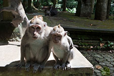 Indonesia 2009
